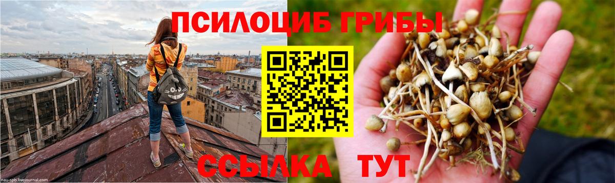 Псилоцибиновые грибы Psilocybe  Вход с VPN  Красноярск 